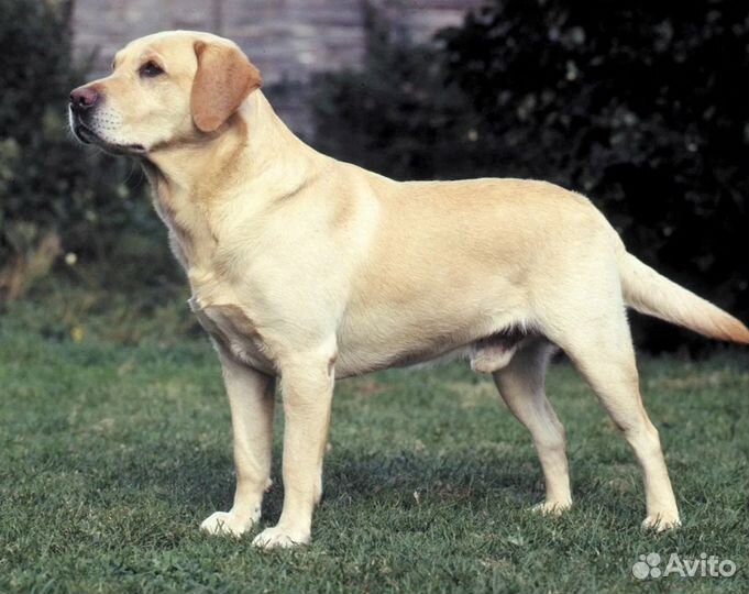 Выгул собак