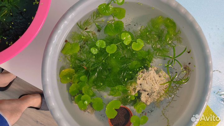 Аквариумные растения бесплатно