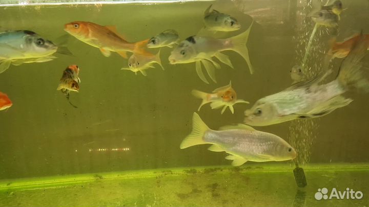 Живая рыба