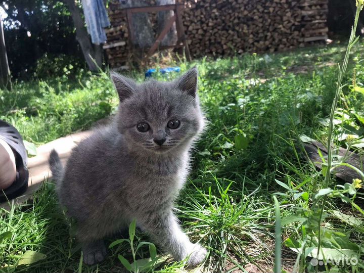 Кошка в дар бесплатно