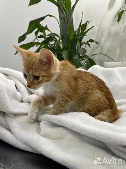 Маленькая Ириска ищет своего человека