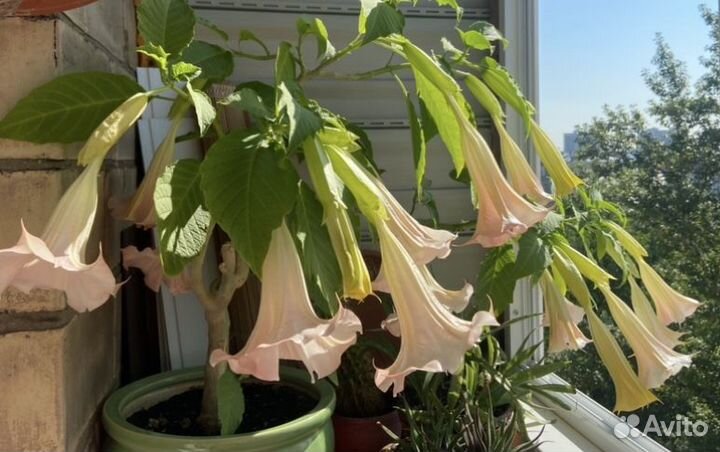 Бругмансия розовая черенки