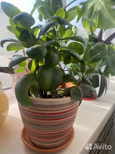 Комнатные цветы