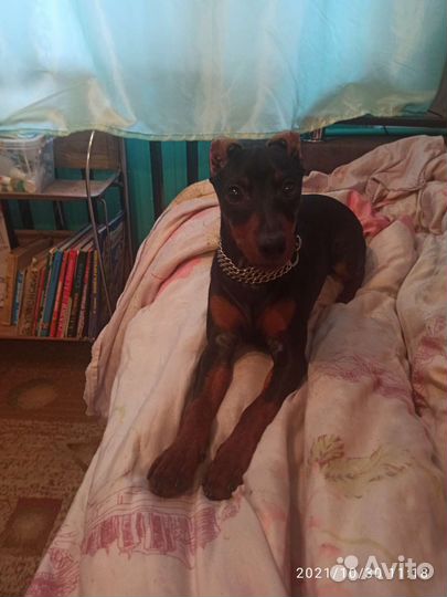 Вязка цвергпинчер