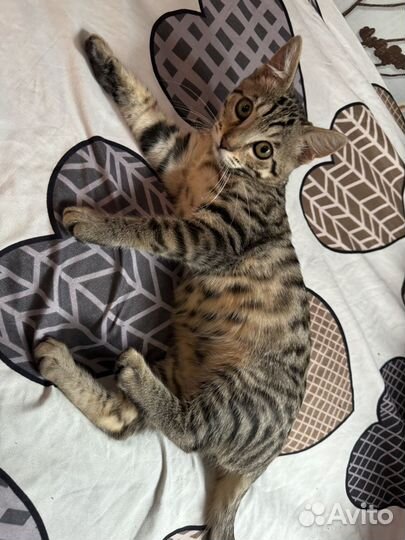 Бенгальский котик