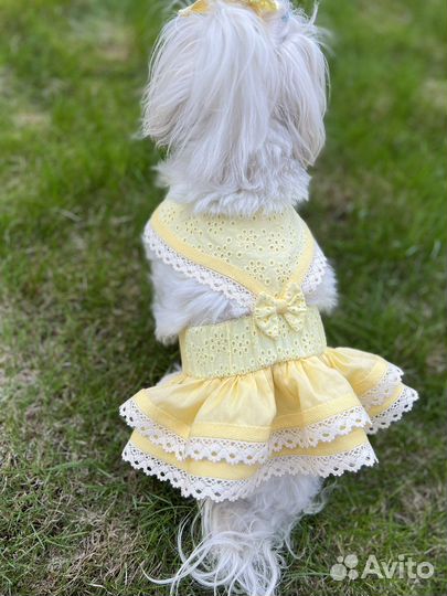 Одежда для маленьких собак