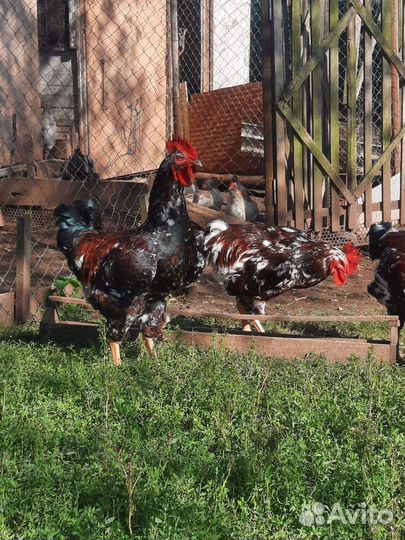 Ливенские ситцевые