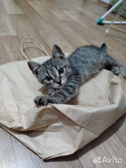 Отдам в добрые руки котенка(девочка)