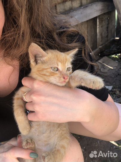 Кошка в дар