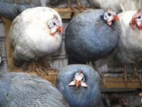 неприкасаемые les lyonnais. одни из нас сериал с 2023 г. жерар ланвен неприкасаемые. русские сериалы 2022. девушка моего лучшего друга фильм 2008.