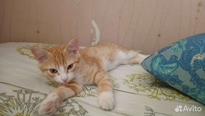 Котенок в добрые руки