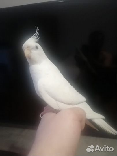 Ручные попугайчики корелла