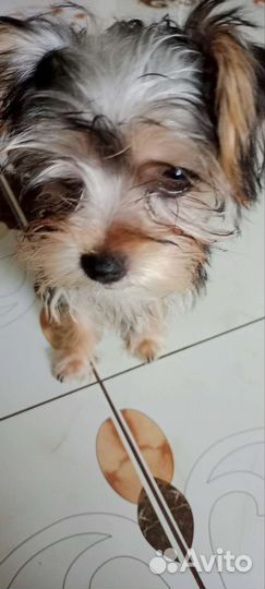 Йоркширский терьер