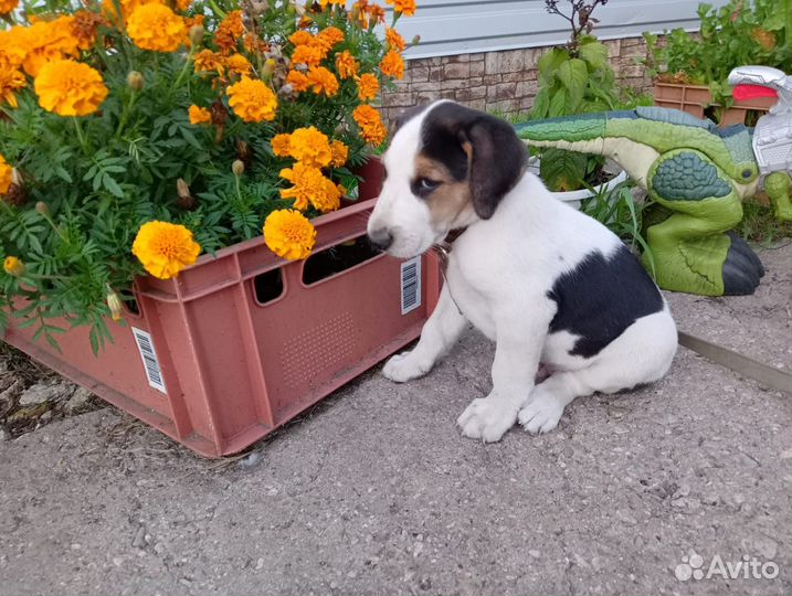 Щенок русской пегой гончей