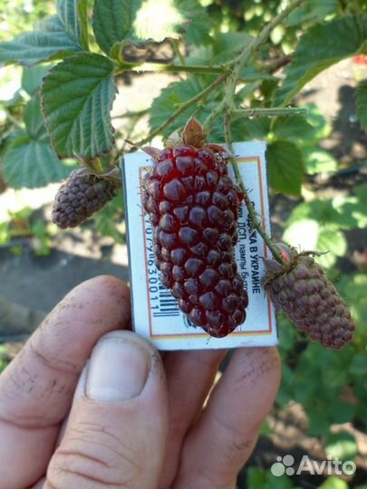 Ежемалина (зкс)