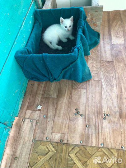 Котята в добрые руки бесплатно