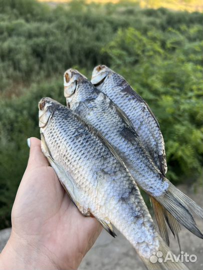 Астраханская вобла