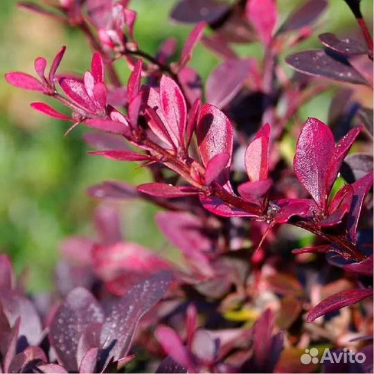 Барбарис Атропурпуреа-Atropurpurea