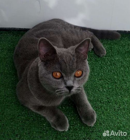 Британская кошка