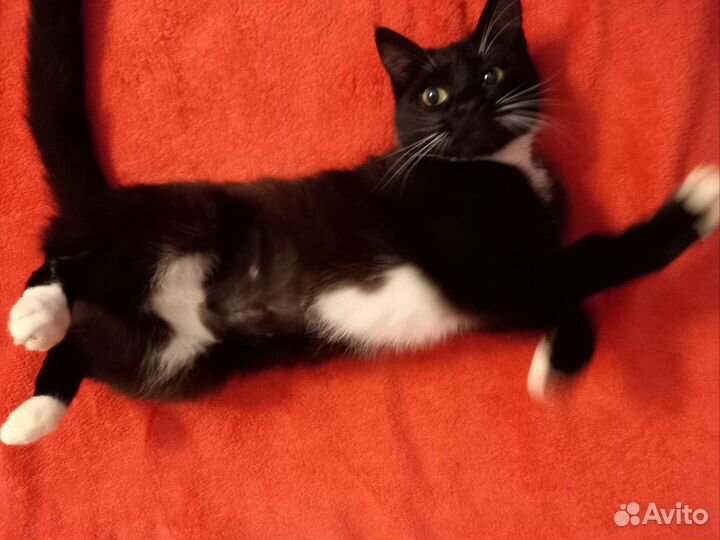 Кошки в добрые руки