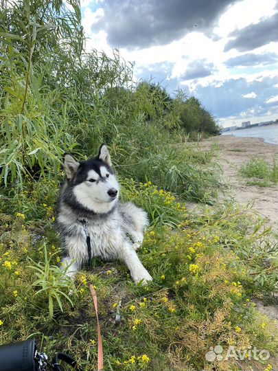 Ищем подругу для здоровья