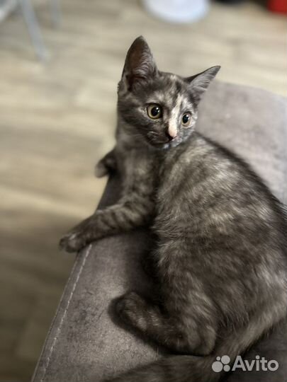 Британская кошка