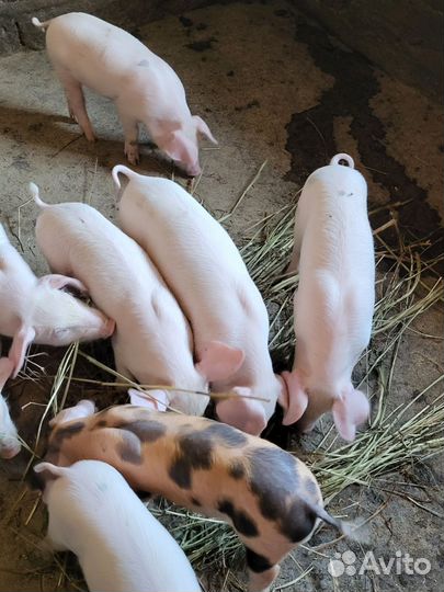 Поросята