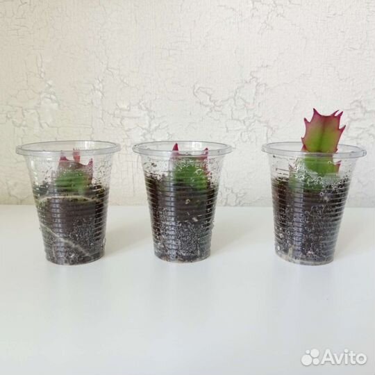 Декабрист (шлюмбергера)