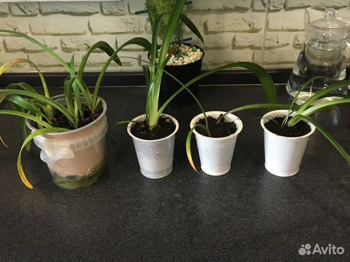 Гиппеаструм Лилия