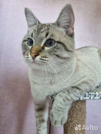 Вязка тайский кот чистокровный