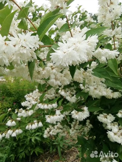 Декоративные кустарники для сада