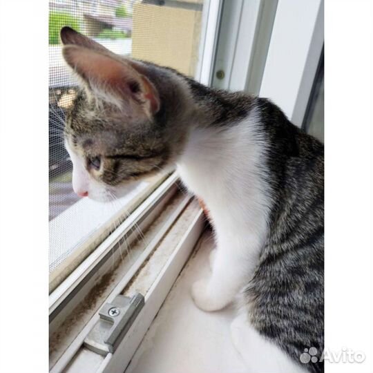 Отдам котенка мальчика