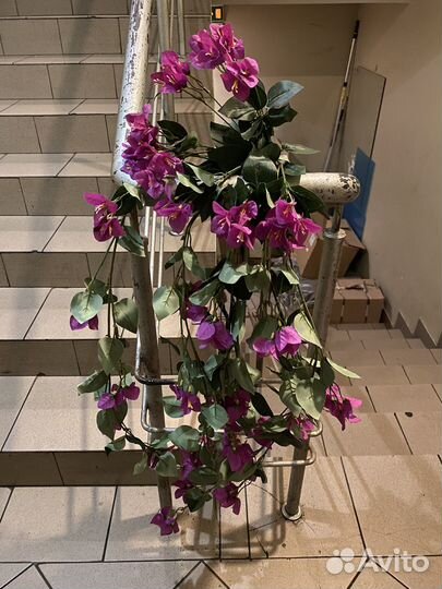 Бугенвиллия