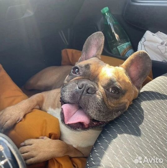 Французский бульдог Любимец