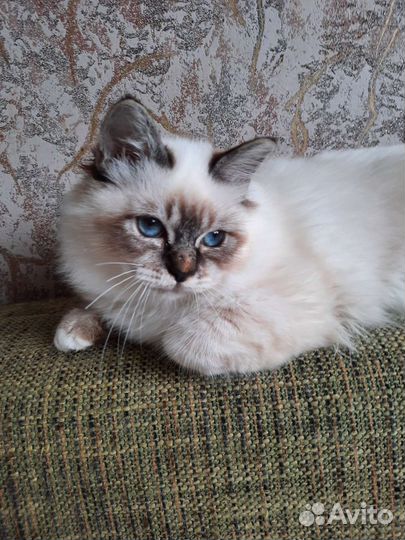 Котенок редкой породы