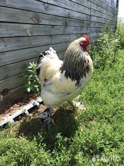 Молодые петухи
