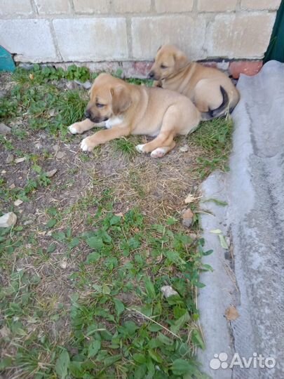 Отдам в добрые руки