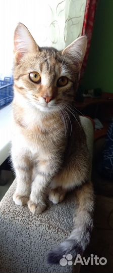 Отдам в добрые руки