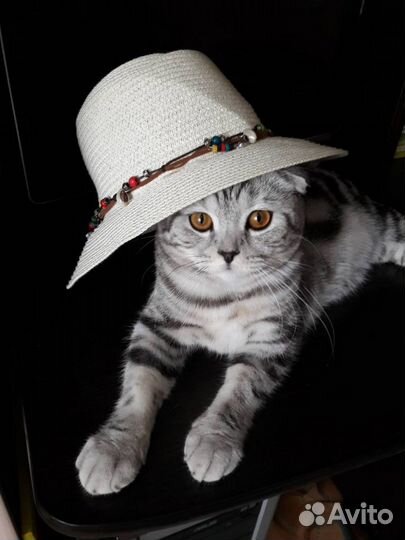 Вязка. Скотиш фолд