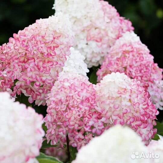 Гортензия Скайфолл, Роял Флауэр, Пинк энд Роуз