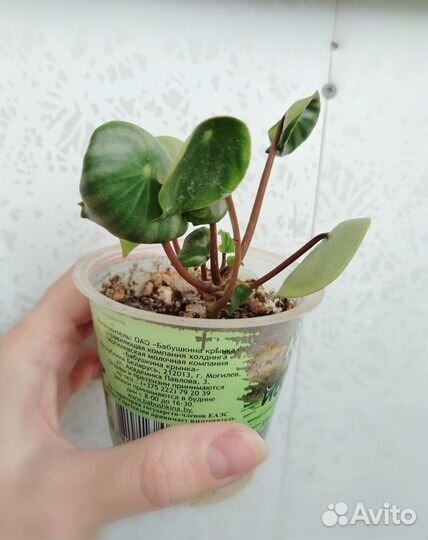 Комнатные цветы разные