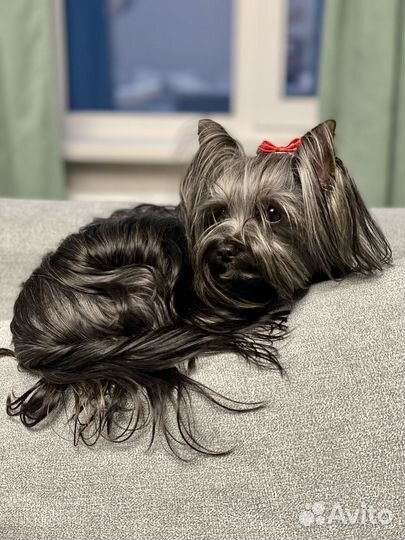 Йоркширский терьер колор мини беби фейс вязка