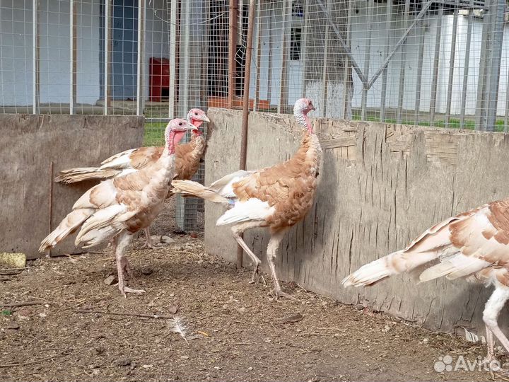 Индюки узбекские палевые