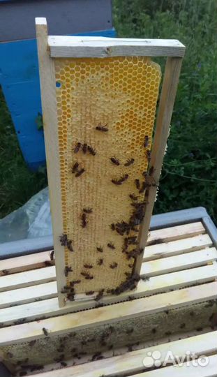 Мед в сотах и Майский Мёд,Разнотравье Мед