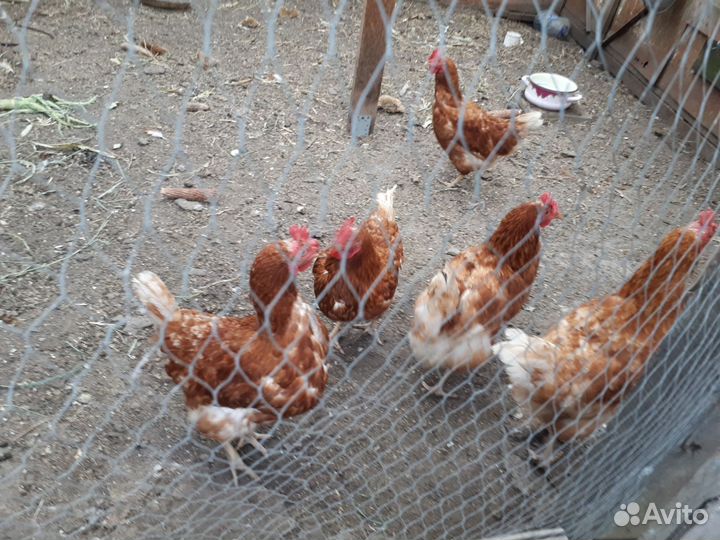 Куры несушки продам