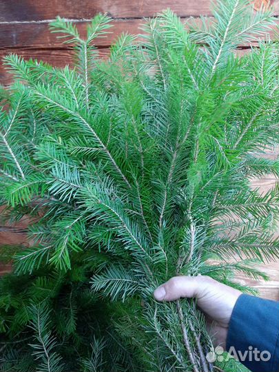 Пихтовые веники для бани