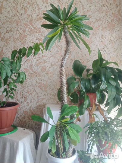 Пахиподиум