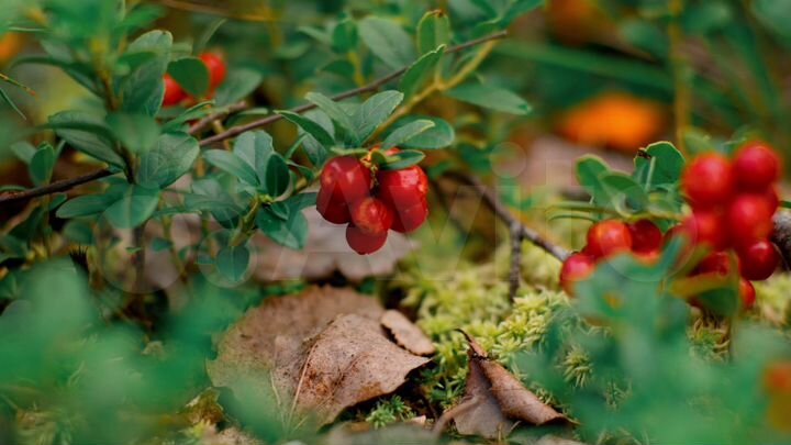 Участок 14,2 сот. (ИЖС)