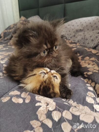 Персидская