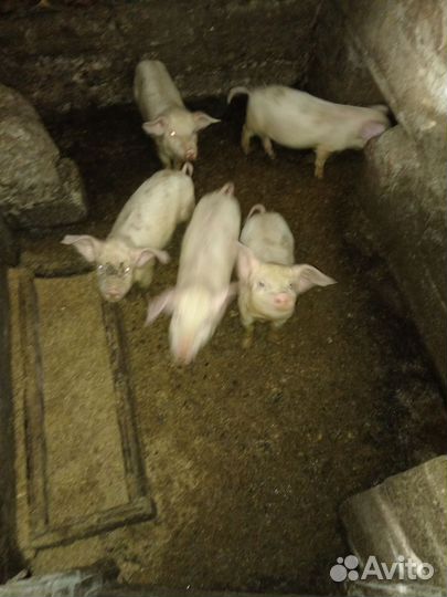 Поросята